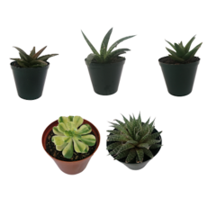 Succulents, assorted, Small